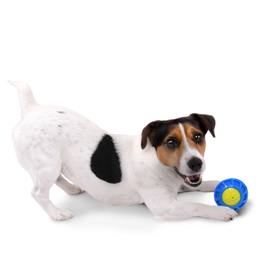 Іграшка NERF для собак